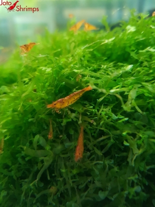 Preview: Tangerine Tiger